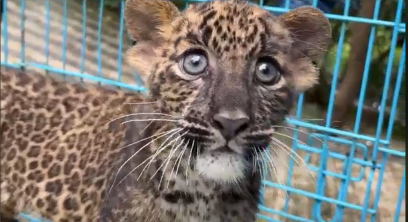 cub